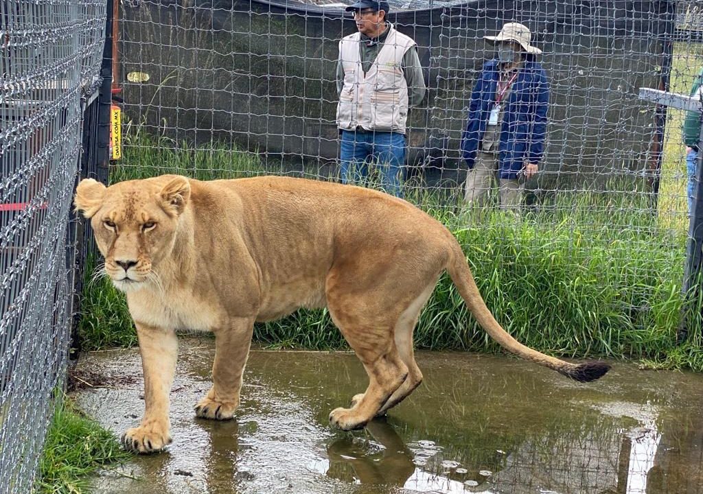 Descongelan cuentas a Jaguar Negro Tigre Blanco; indagan a su fundador por lavado