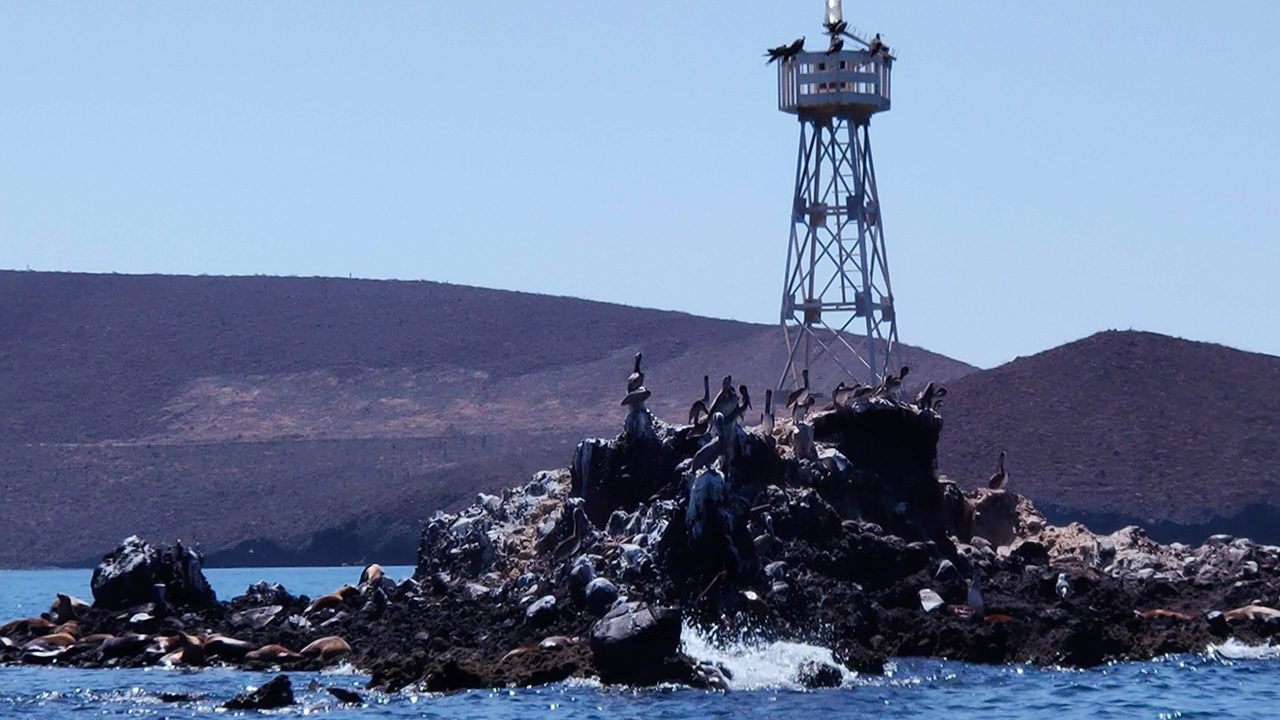 Gripe aviar mata a cientos de lobos marinos en áreas protegidas de Perú