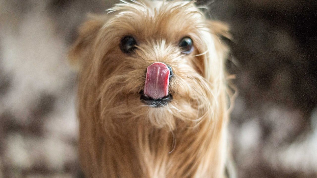 ¿Puedes dejarle herencia a tu mascota?