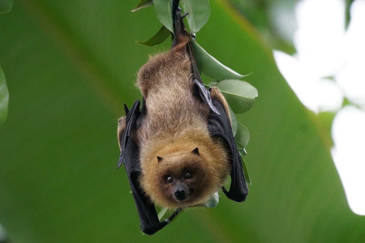 Hallan en un tipo de murciélago primer caso de reproducción sin penetración en mamíferos