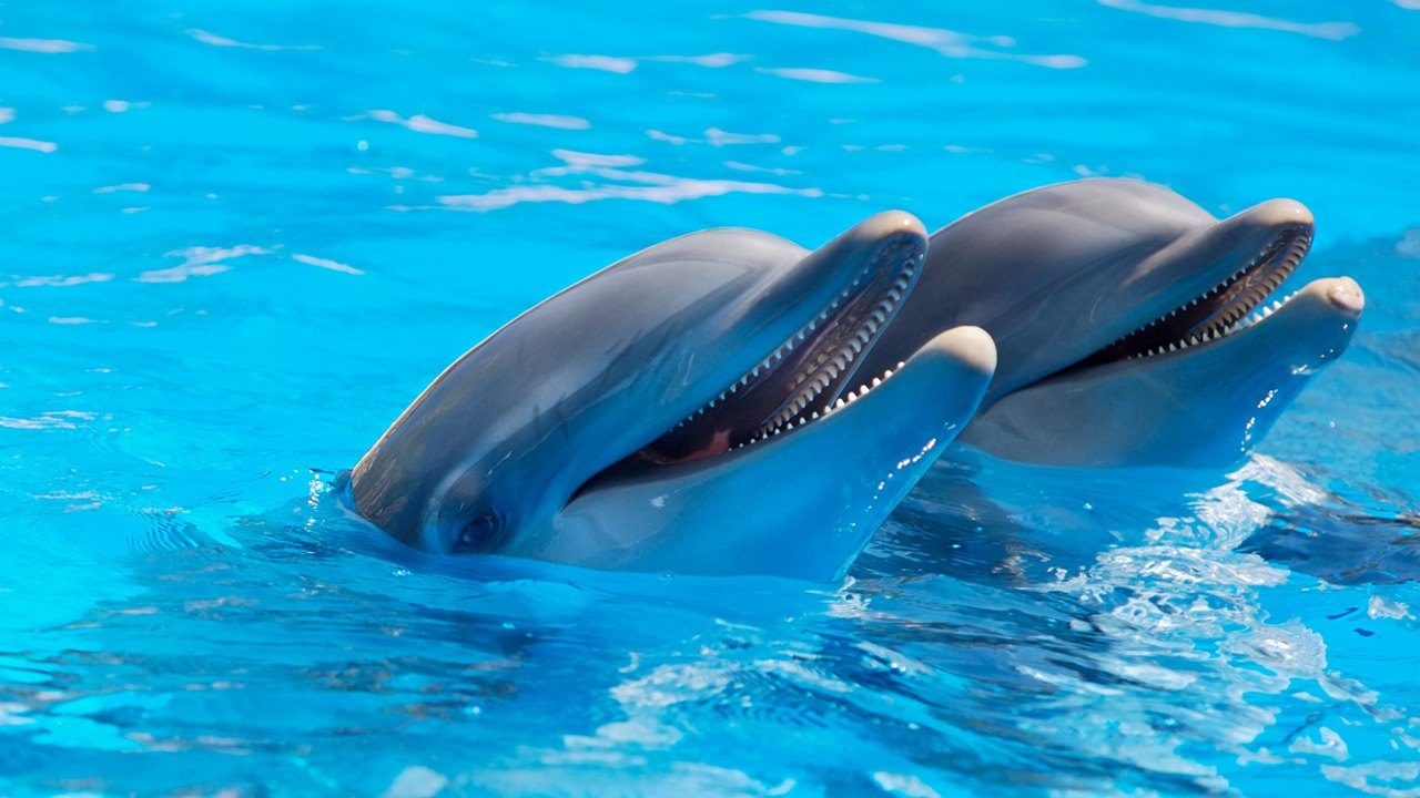 Un equipo de científicos encuentra microplásticos en el aire exhalado por los delfines