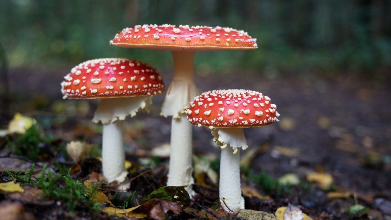 Estudio calcula que los hongos capturan un tercio de emisiones globales de CO2
