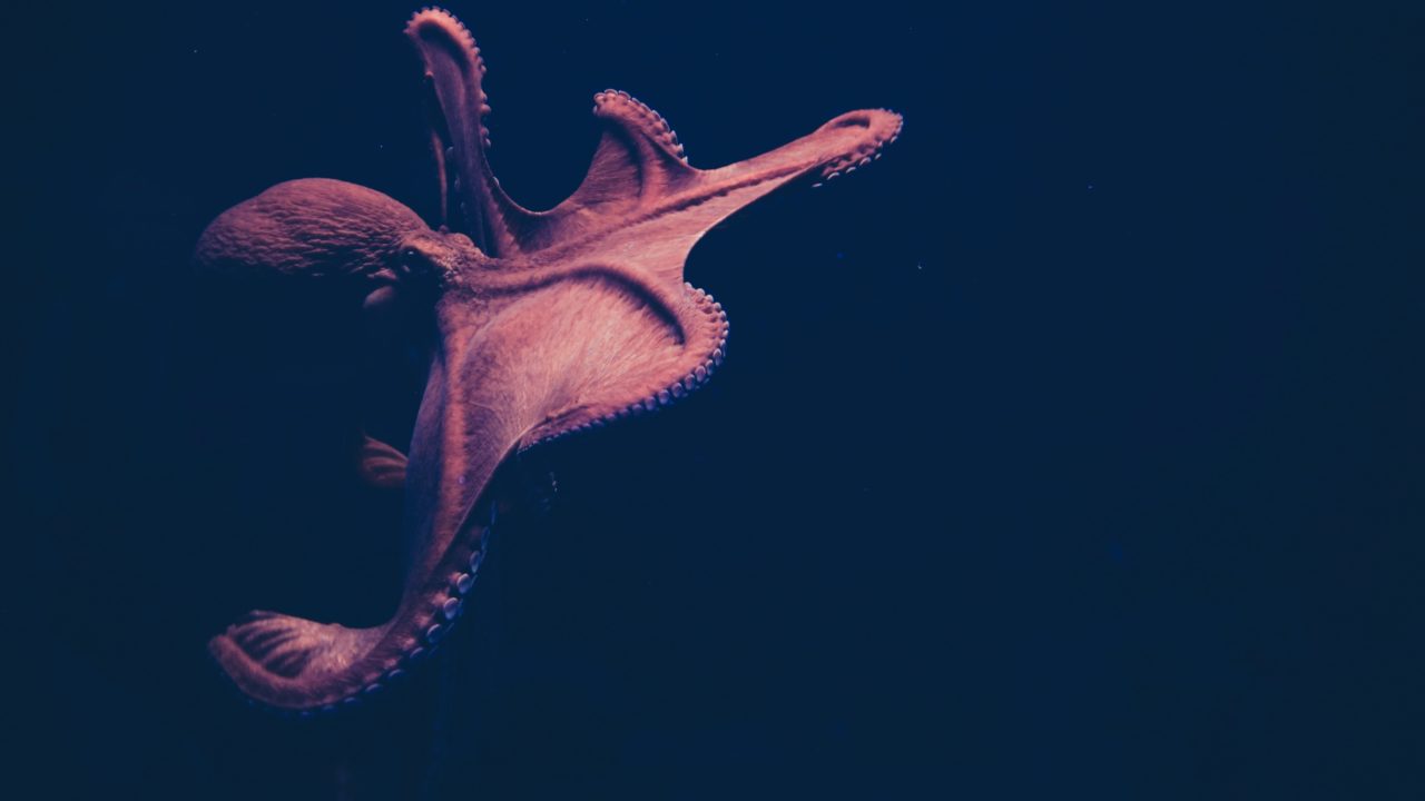 Compuesto del veneno de un tipo de pulpo ayudaría a combatir el melanoma