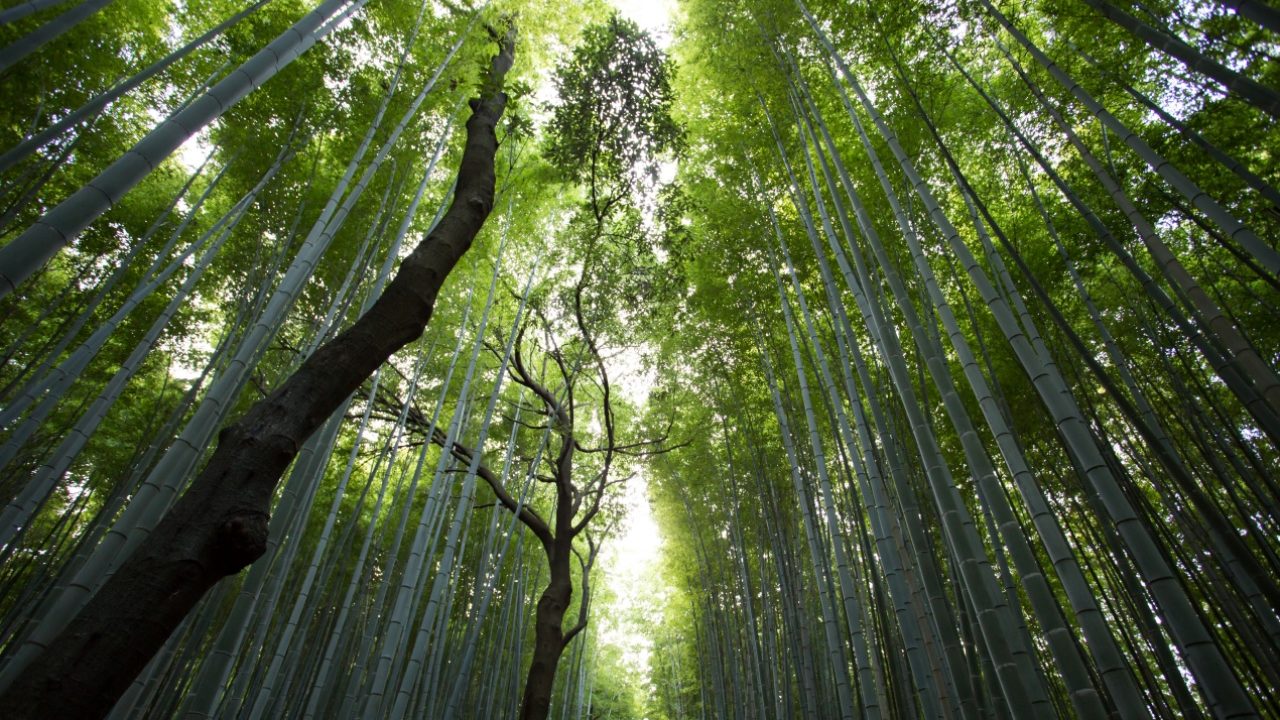 Importantes firmas mundiales piden aprobar ley europea sobre restauración de la naturaleza