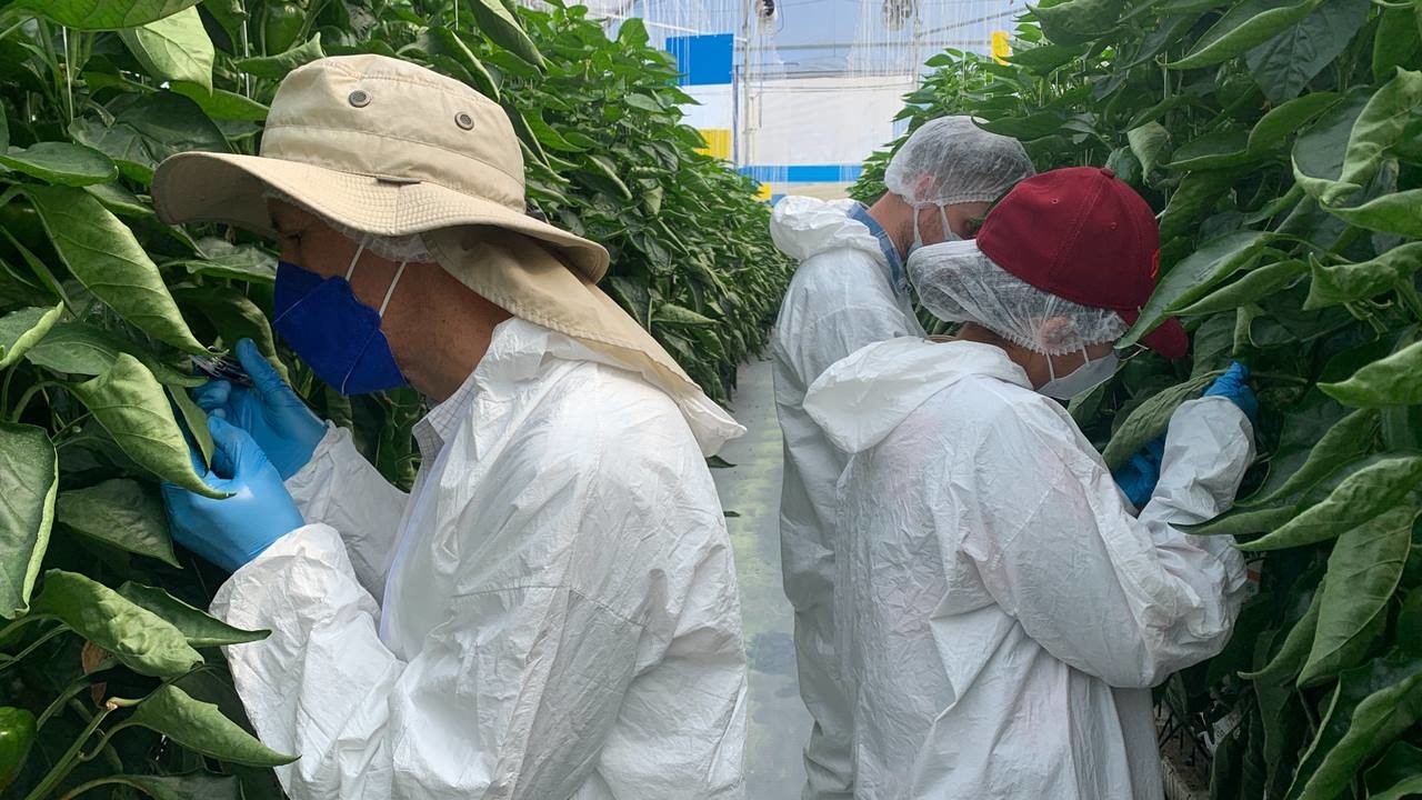 La empresa que produce jitomates… y profesionistas para cultivarlos