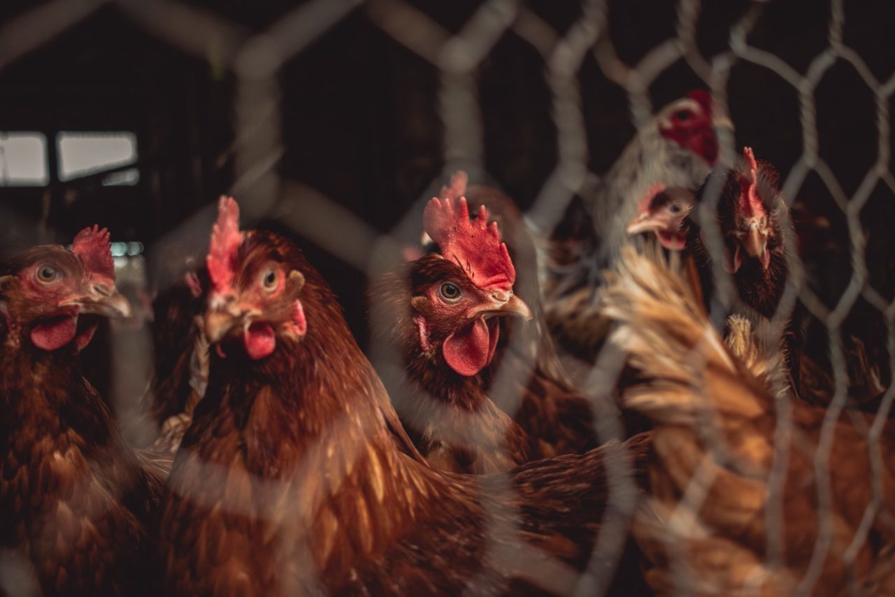 México reporta primer brote de gripe aviar H5N1 en una granja de Sonora