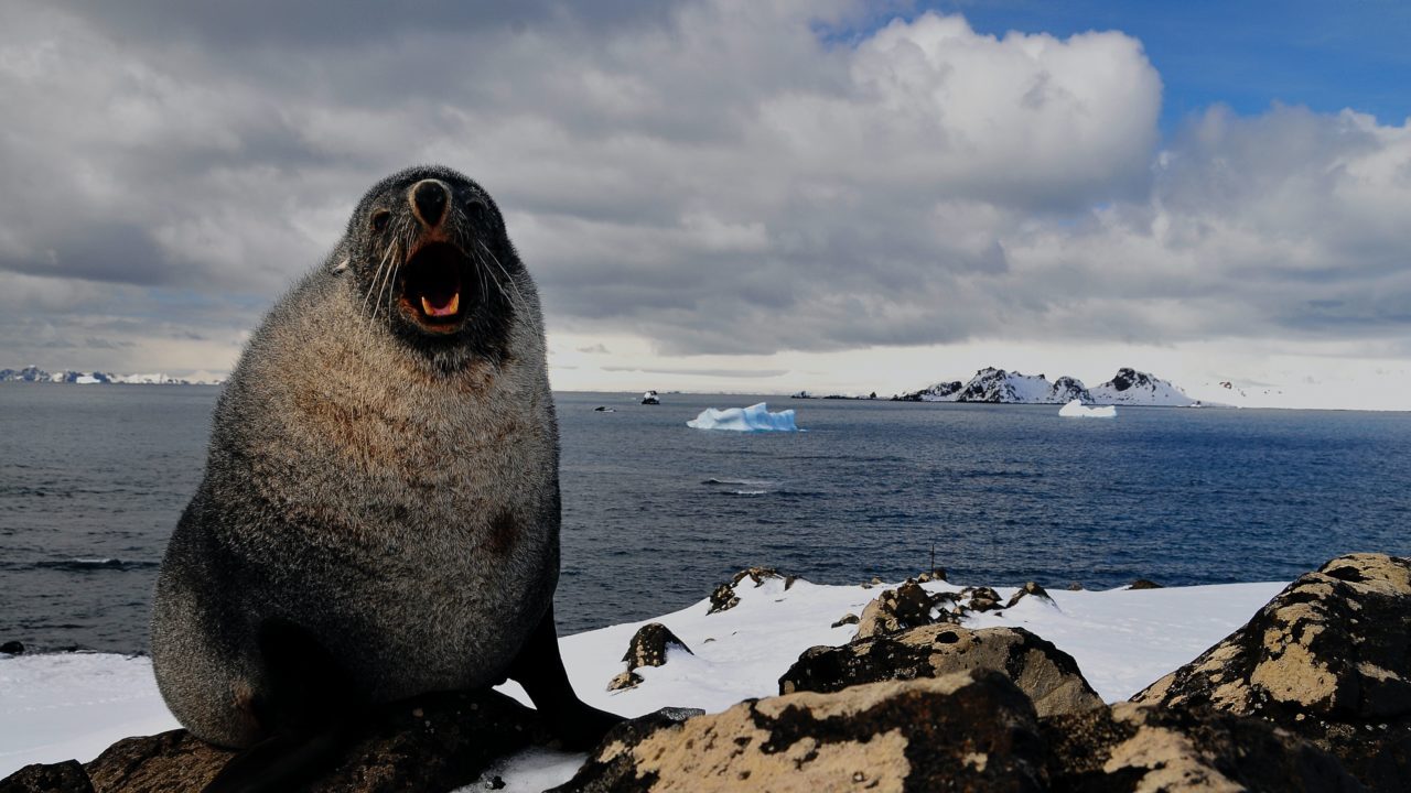Animales de sangre fría: cada grado de calor global les acerca a la muerte