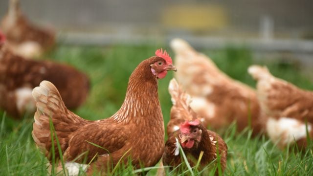 España H5N1 gripe aviar
