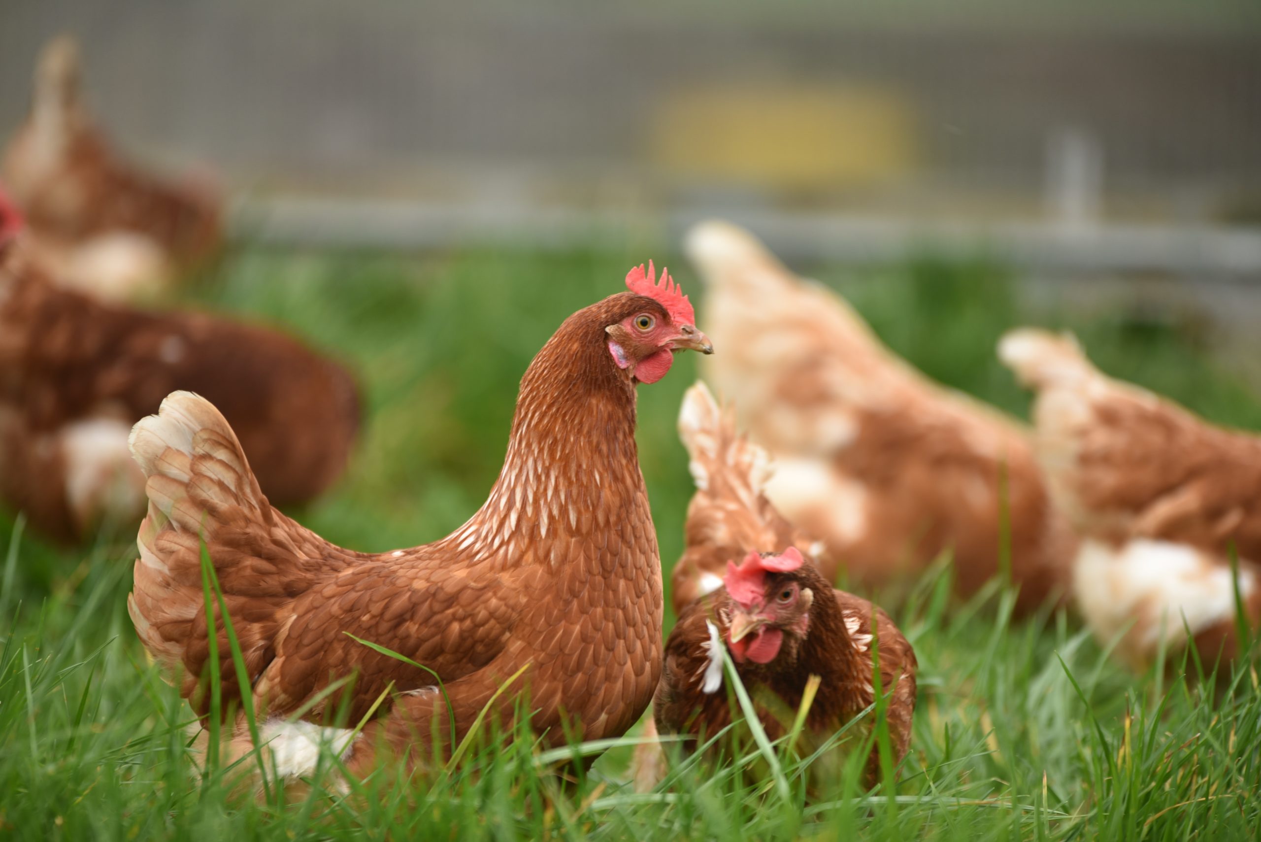 España H5N1 gripe aviar