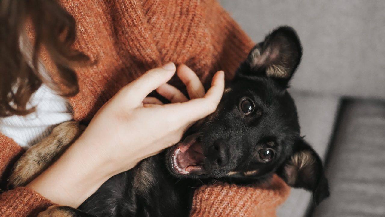 Con mucha garra: Perros y gatos activan un mercado creciente de servicios para mascotas