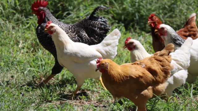 Gripe aviar AH5N1