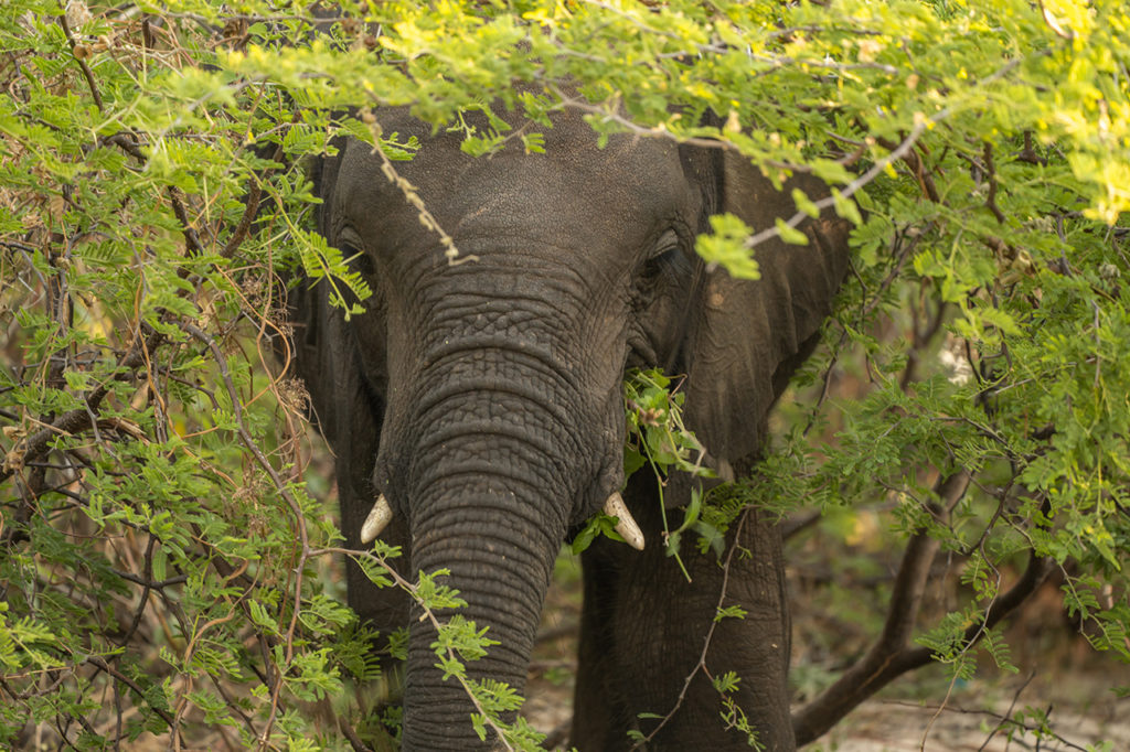 Elefante en safari África