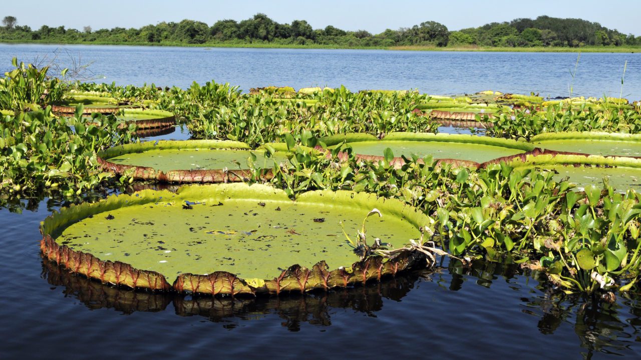 El Pantanal, el humedal más extenso del planeta, se seca: estudio