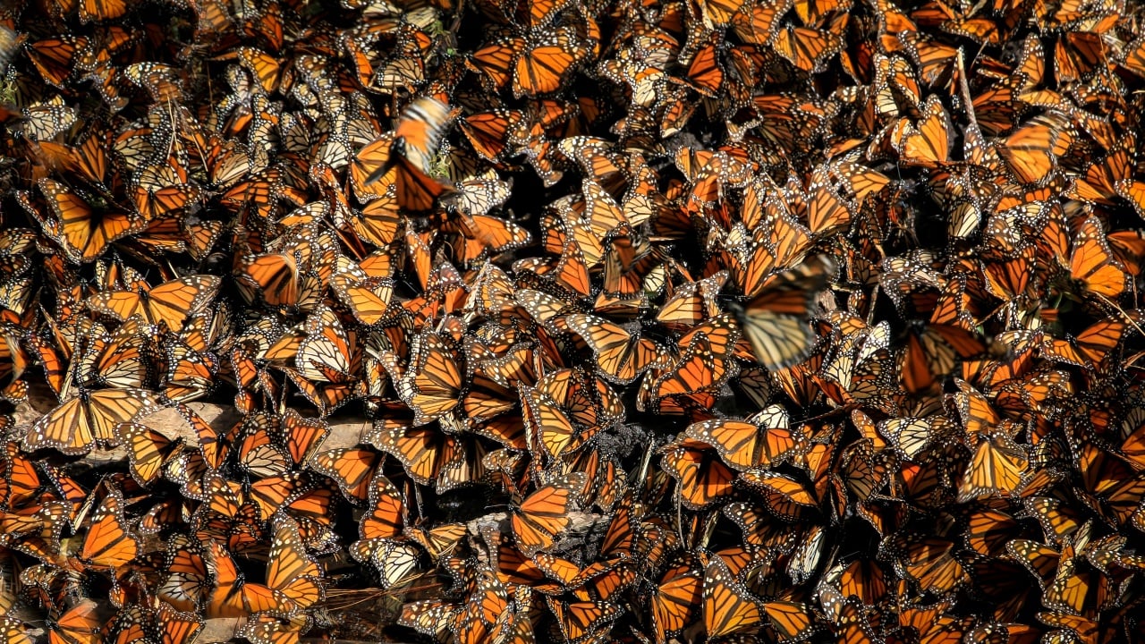 Mariposa monarca: Santuarios en México donde puedes apreciar su migración