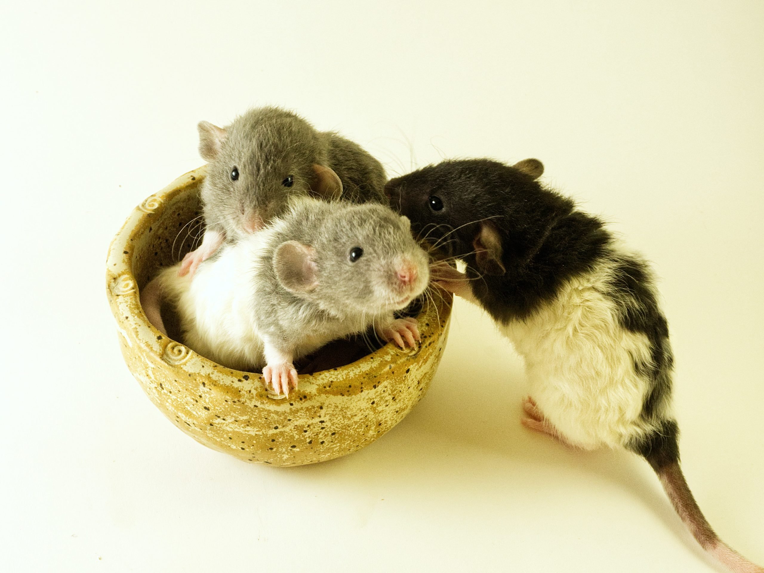 Las ratas hembras se comunican entre ellas a través del olor: estudio