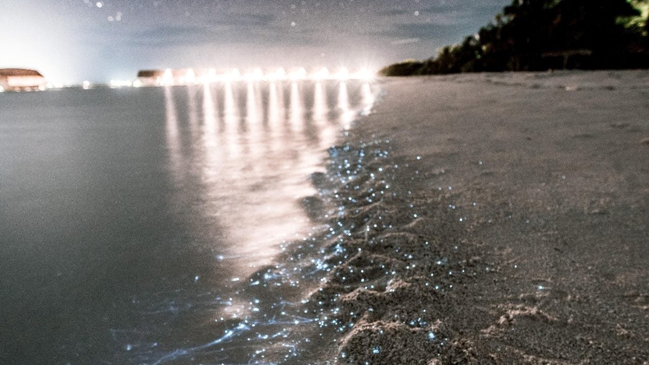 Bucerías, la playa en Nayarit que se ilumina por las noches