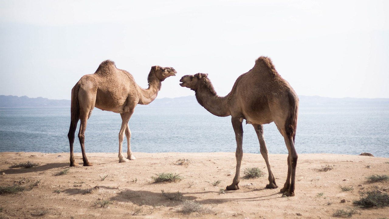 5 playas por descubrir en Qatar
