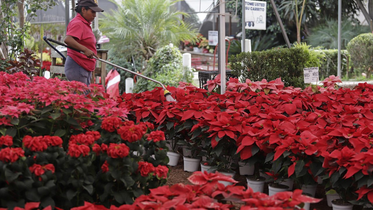 La cosecha de la flor de Nochebuena inicia con nuevas variedades