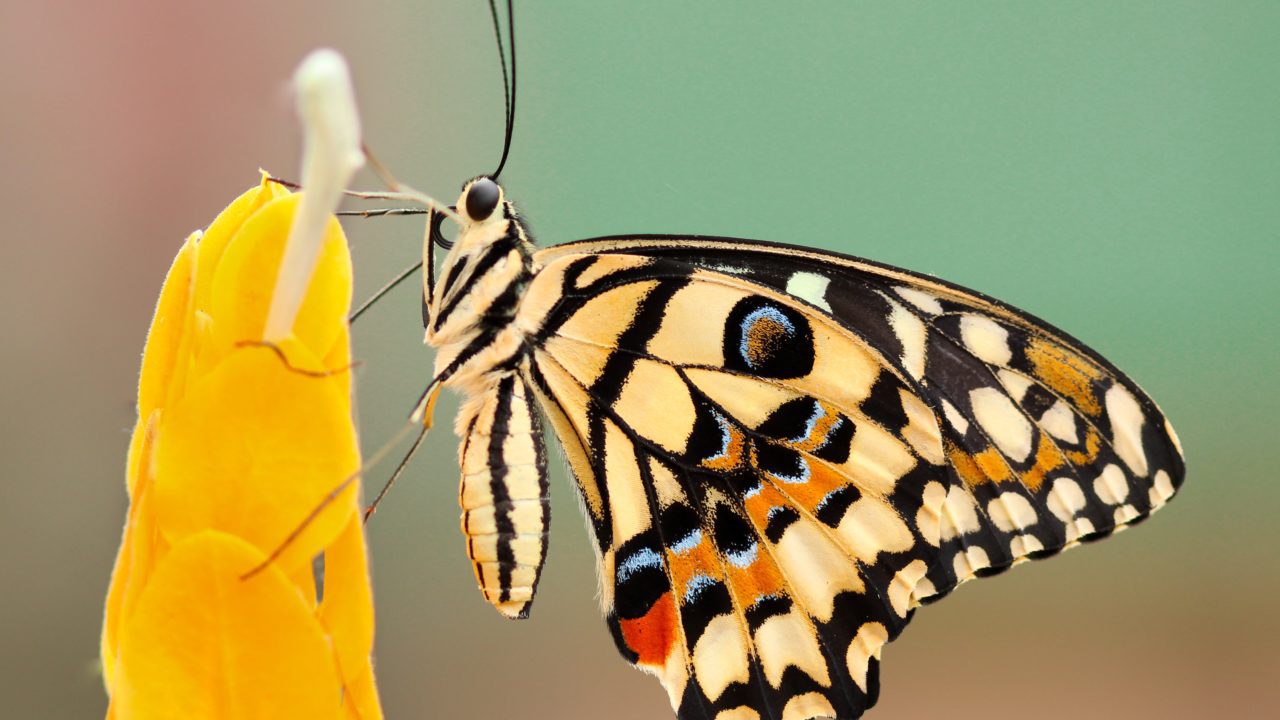 Mariposas migratorias tienen mayor diversidad genética: estudio