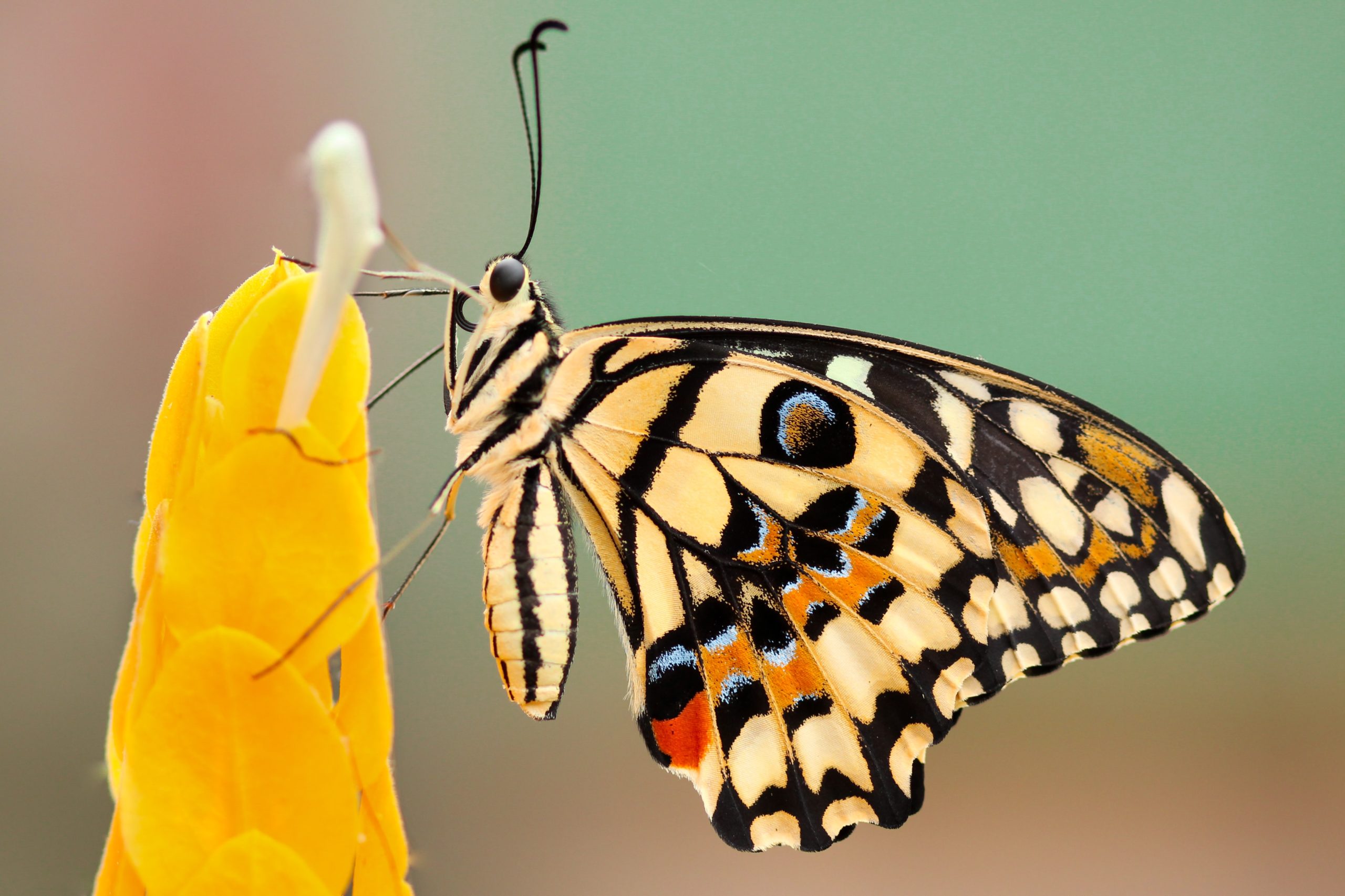 mariposas migratorias genética