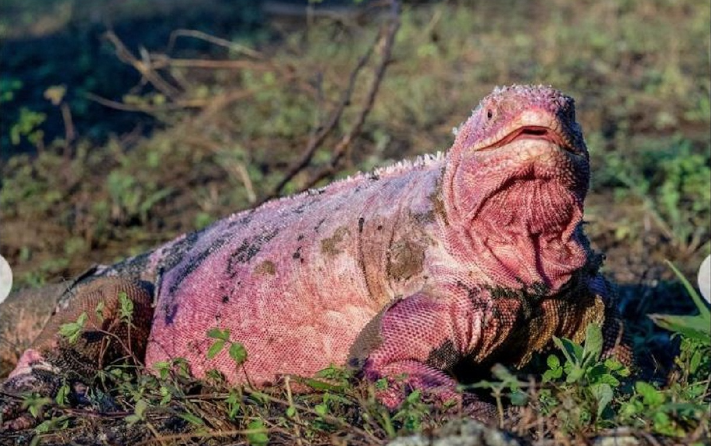 Observan por primera vez crías de las singulares iguanas rosadas de Galápagos