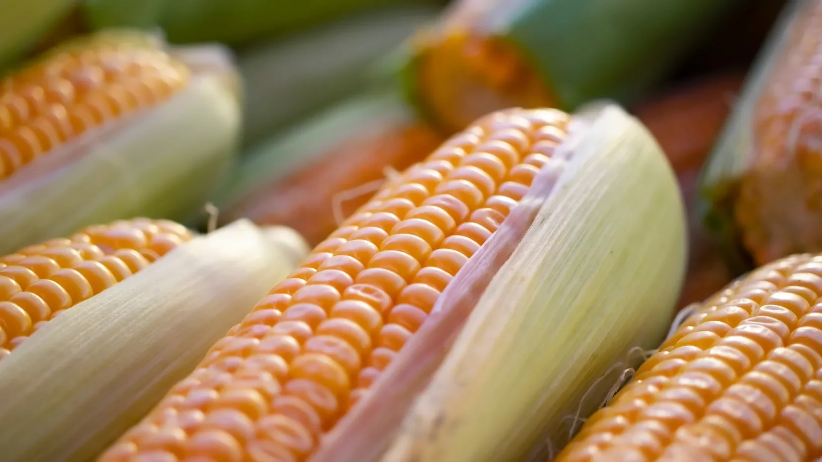 Avicultores piden oficializar que el maíz transgénico está permitido en el sector pecuario