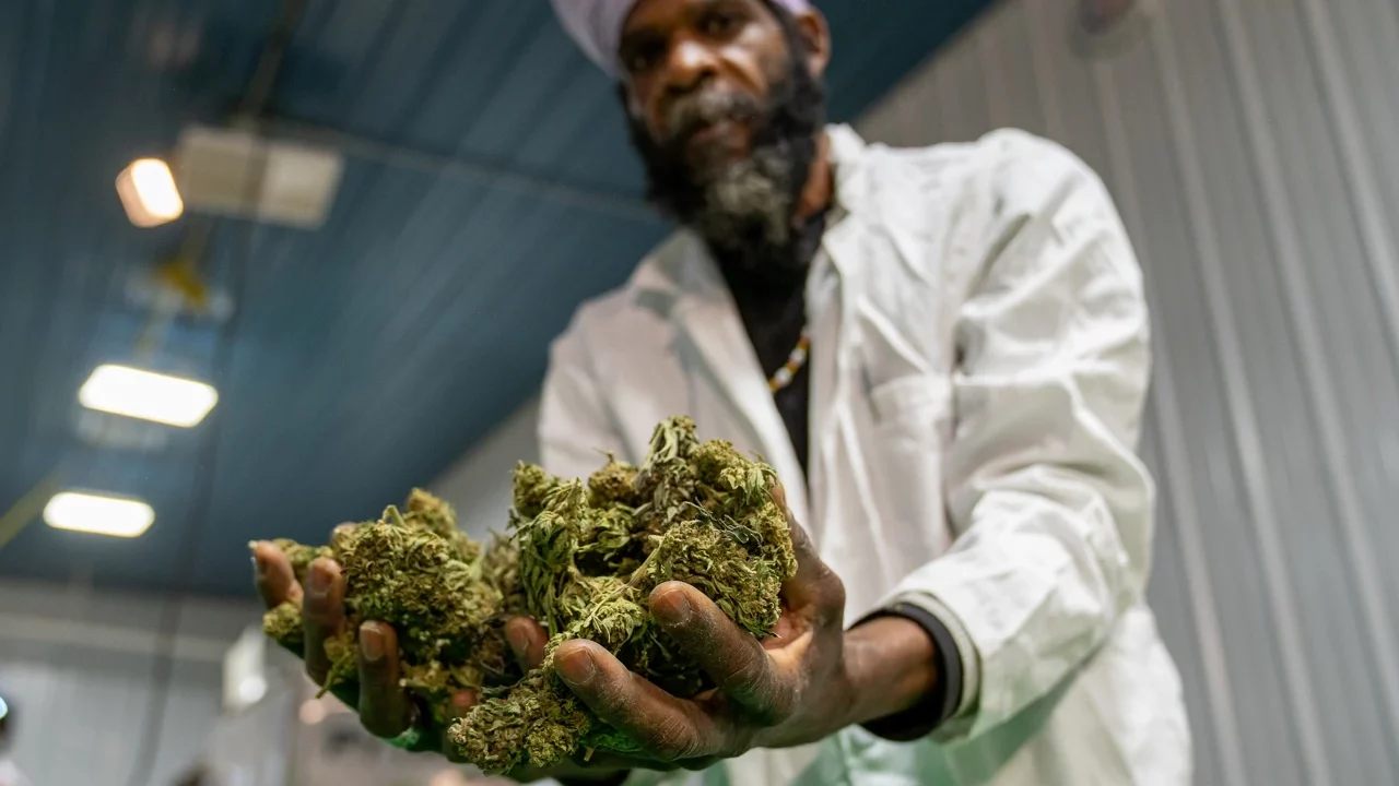 La primera cosecha de mariguana de Nueva York ya está lista para ser vendida