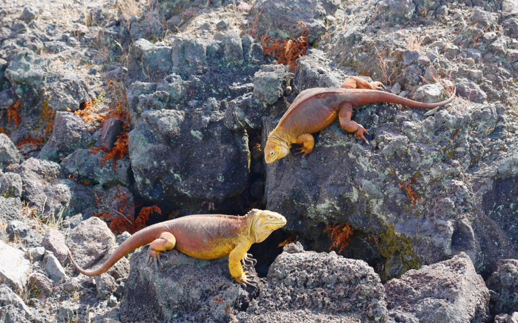 población iguanas 