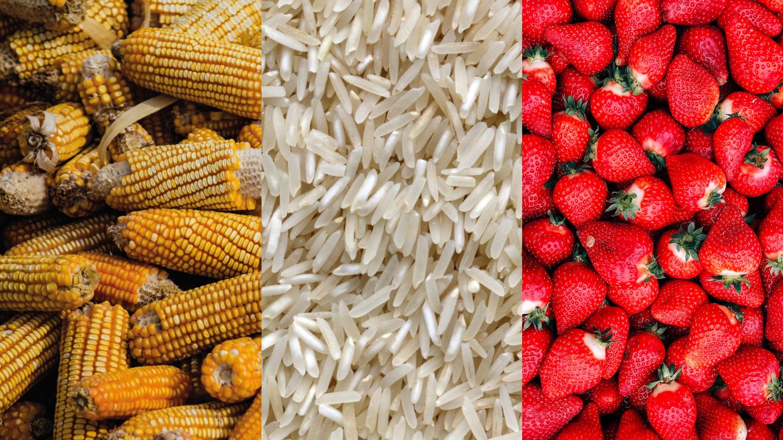Mexico exports food to 15 African countries.  These are the products
