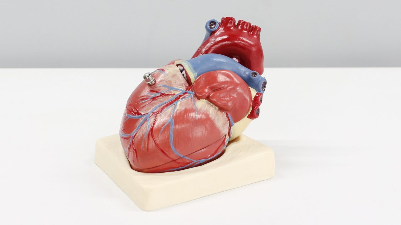 p53, la proteína que protege contra la enfermedad cardiovascular