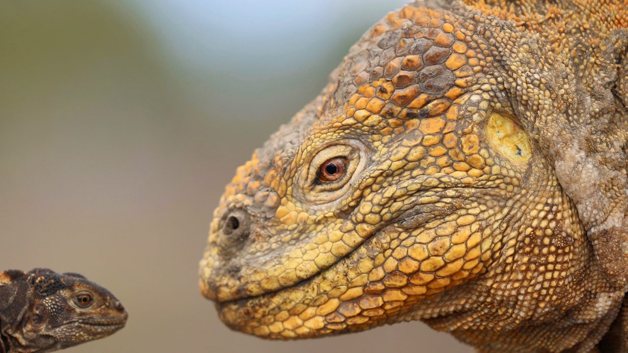 Cifran en 46,000 la población de iguanas amarillas en isla de las Galápagos