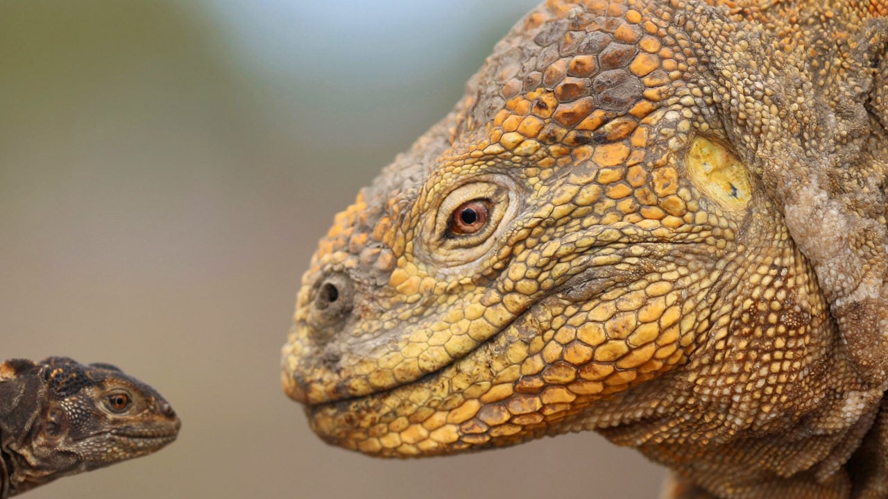 Cifran en 46,000 la población de iguanas amarillas en isla de las Galápagos