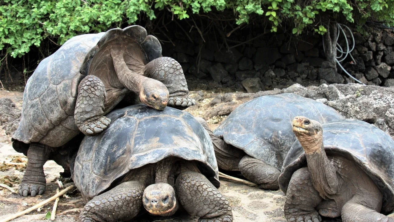 Científicos realizan censo de especies emblemáticas en las Islas Galápagos