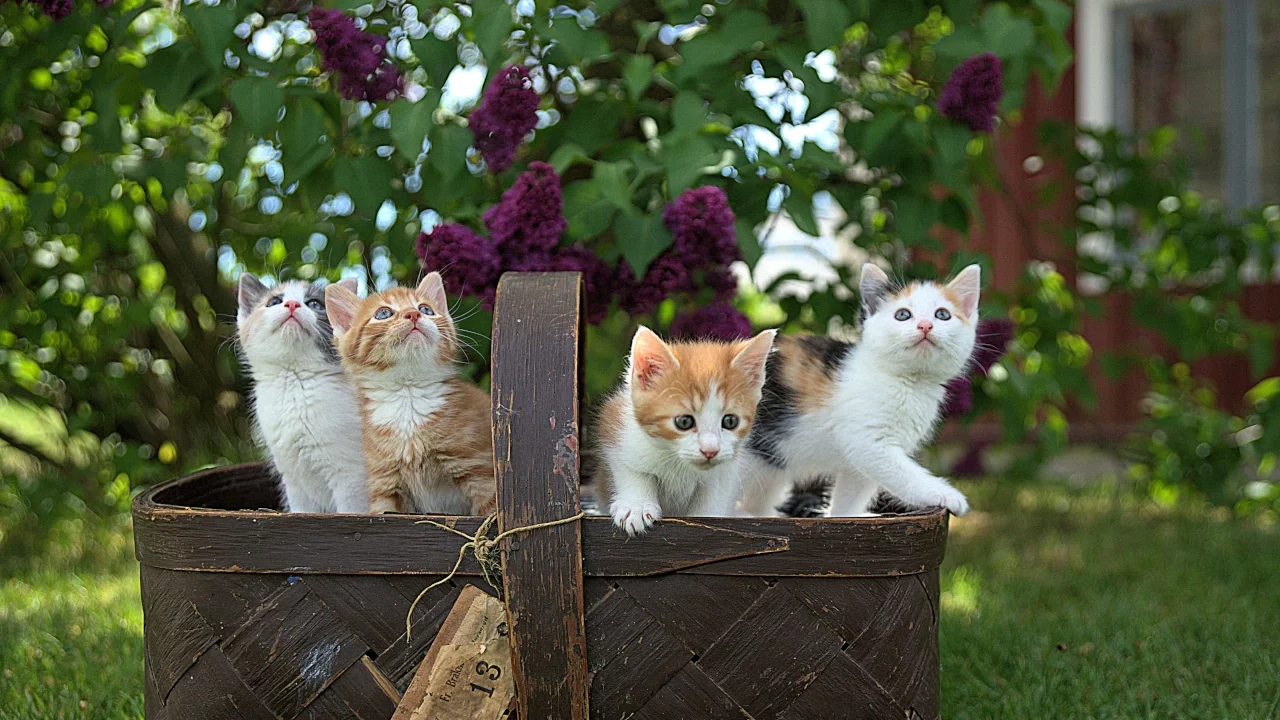 Gatos juguetones o peleoneros: la ciencia estudia su comportamiento