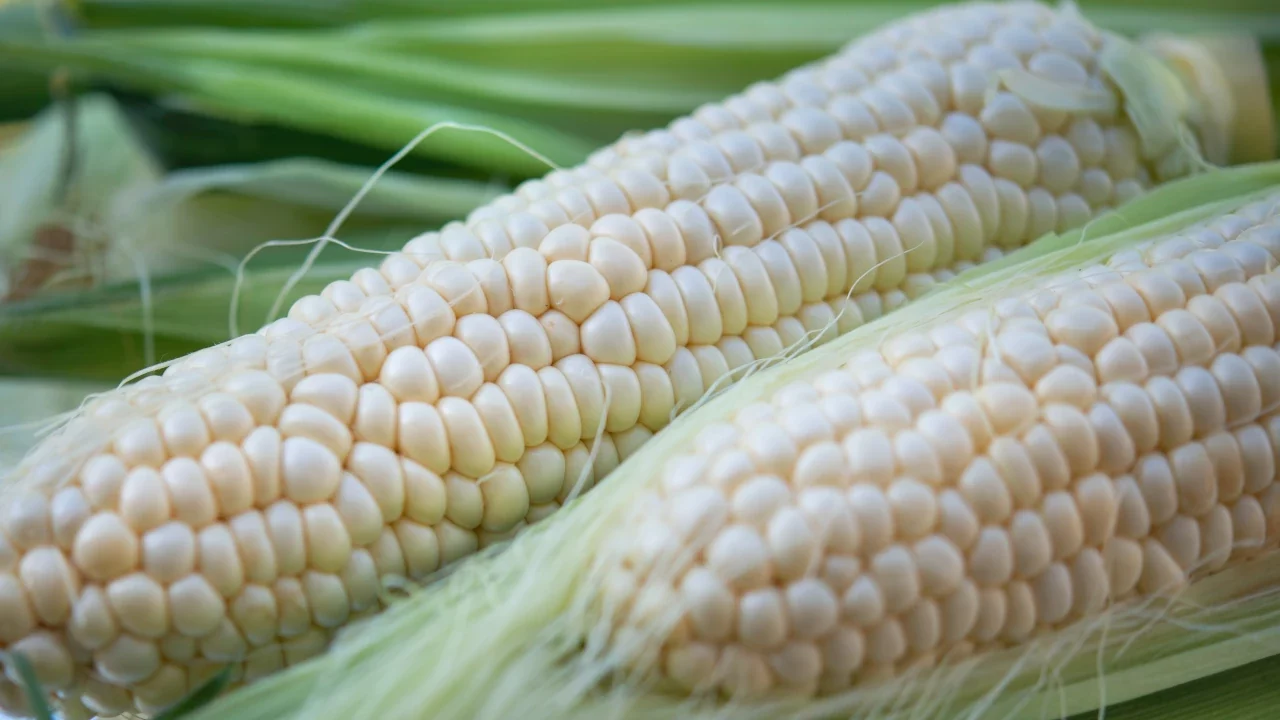EU inicia consultas con México por controversia comercial sobre el maíz transgénico