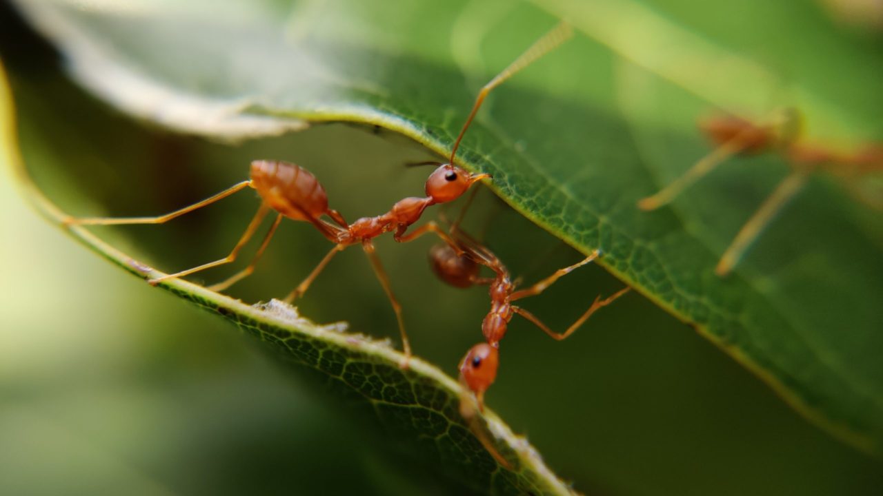 Las hormigas tienen potencial para actuar como biodetectores de cáncer