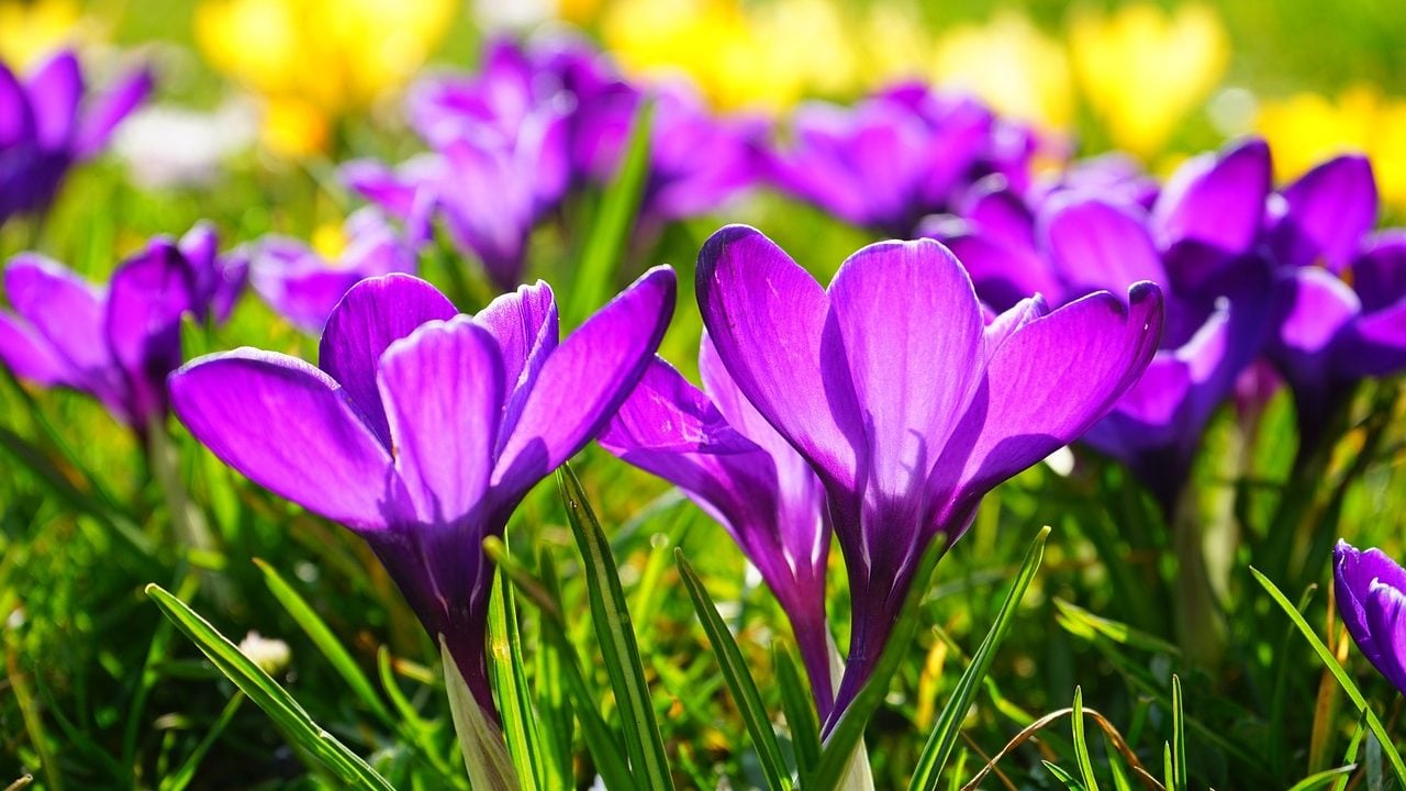 Las flores y plantas reducen un 20% la contaminación en hogares y hospitales
