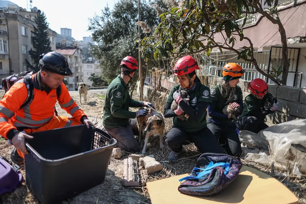 Animales rescatados Turquía