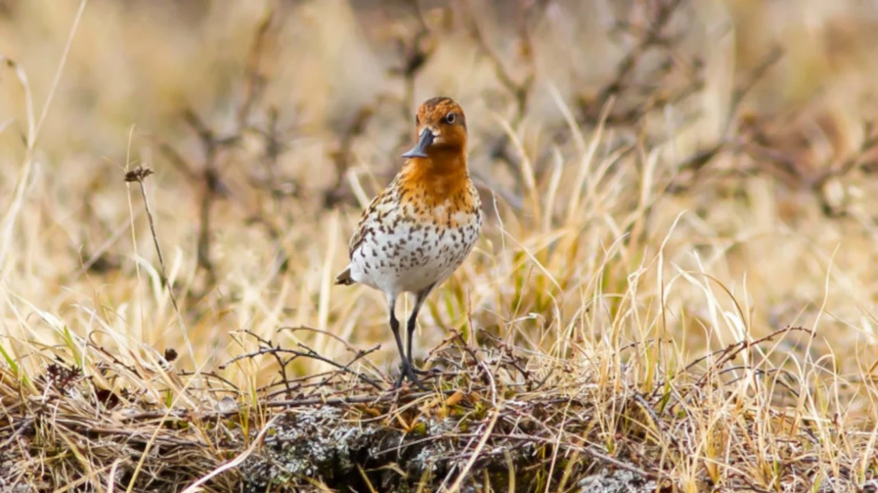 El bosque comestible biodiverso ‘más grande del mundo’ echa raíces en Ecuador