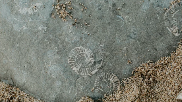 fósiles China