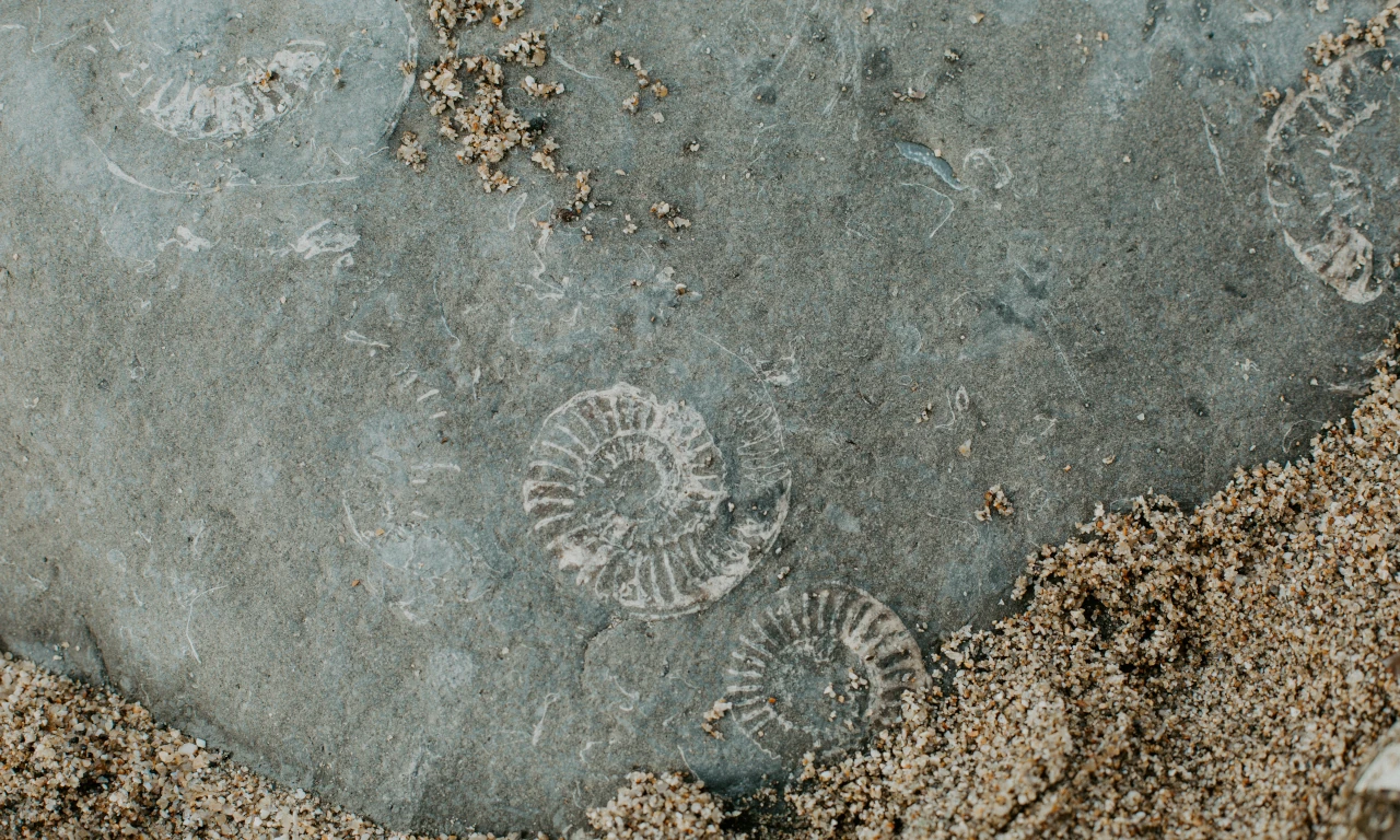 Hallan en China fósiles multicelulares de 1,635 millones de años de antigüedad