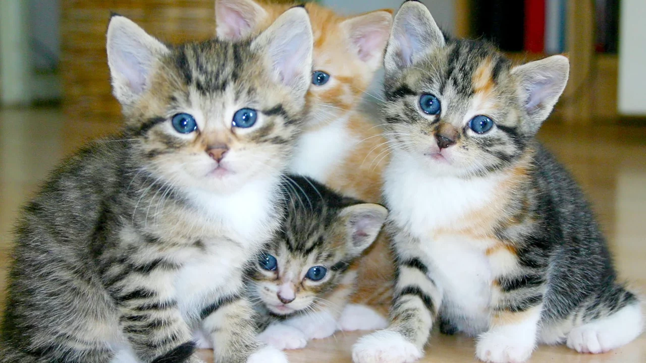 Gatos domésticos cazan al menos al 90% de las especies en peligro: estudio