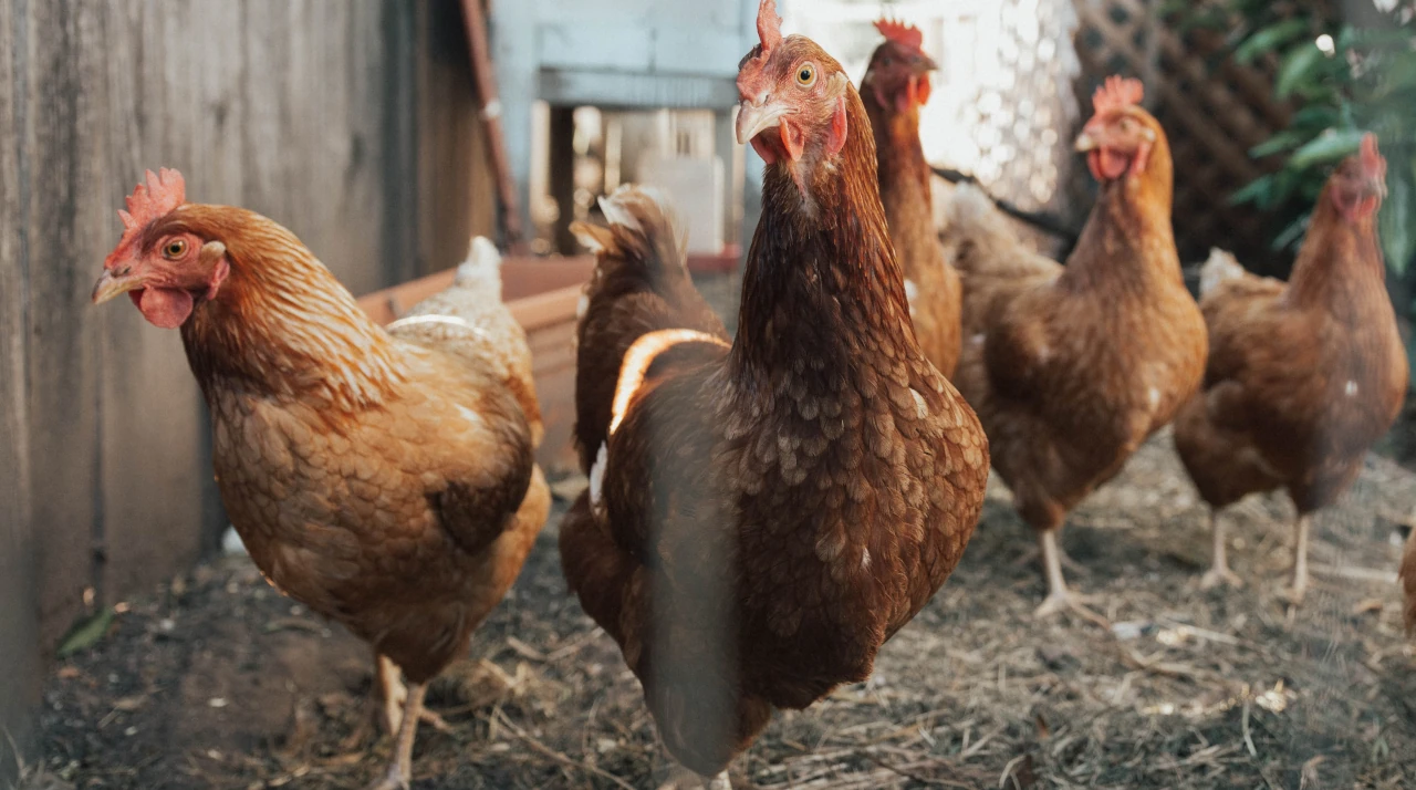 China detecta un caso de gripe aviar H3N8 en humanos