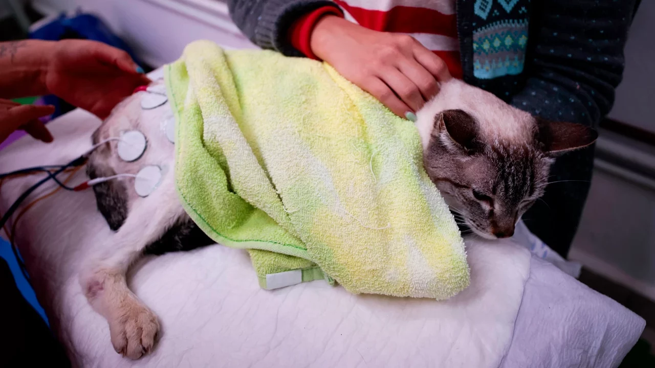 El centro de medicina alternativa para evitar eutanasia de mascotas en México