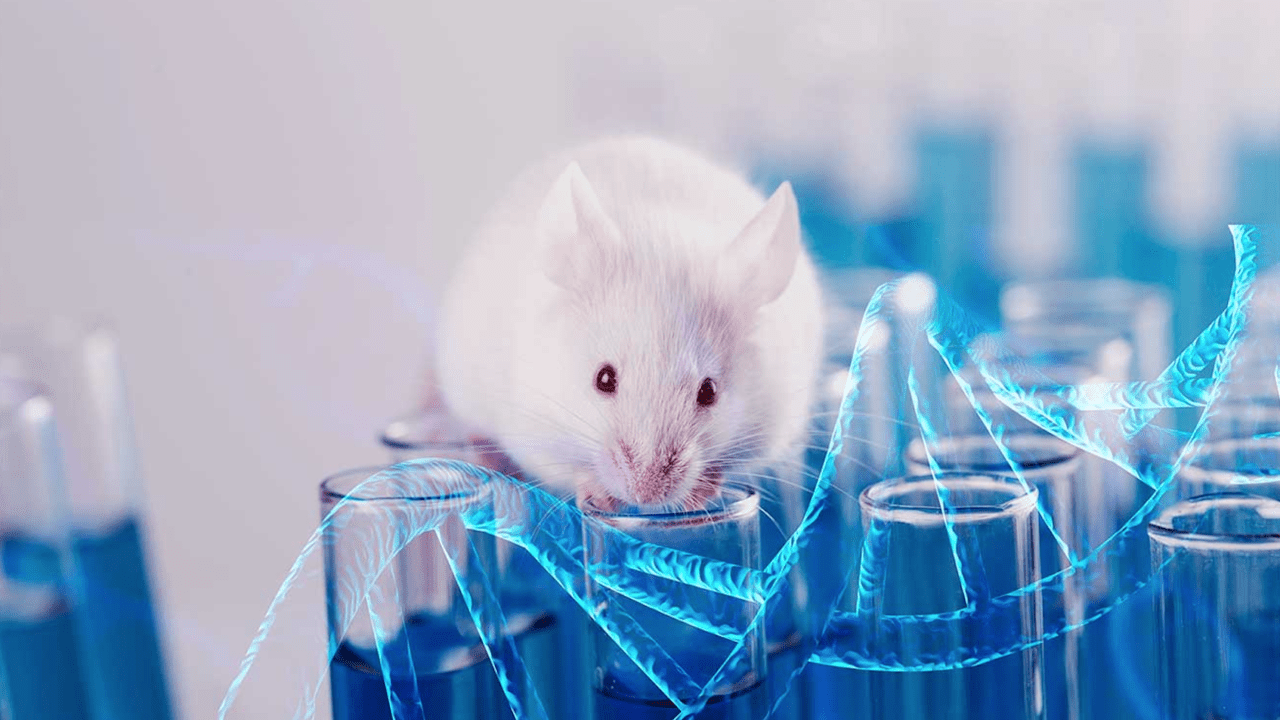Organoides cerebrales trasplantados a ratas responden a estímulos visuales