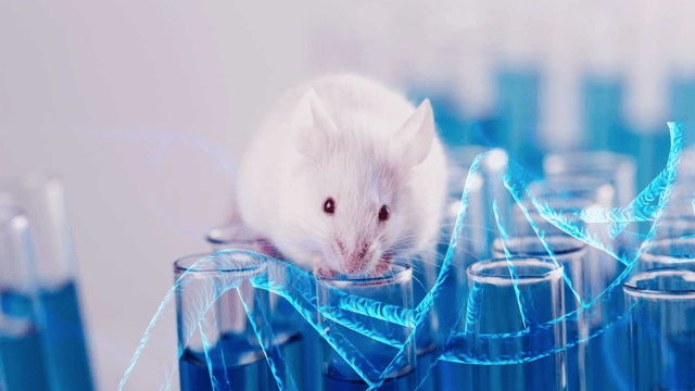 ratas organoides laboratorio