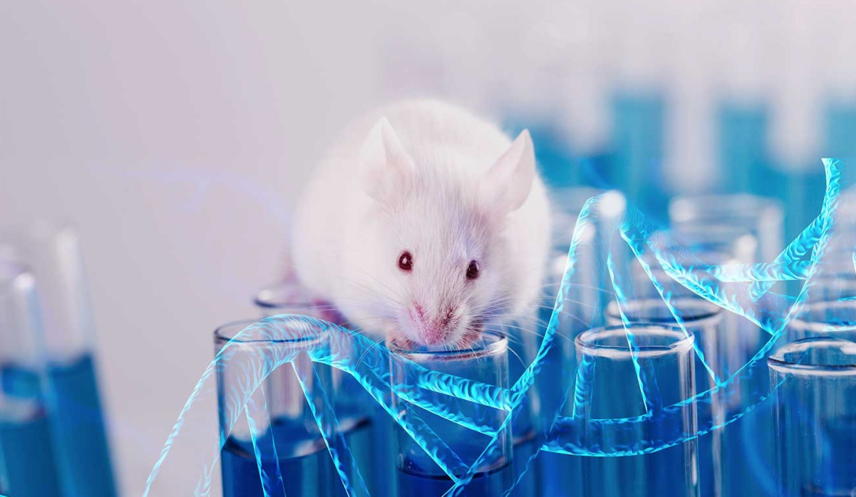 Desarrollan hígado ‘humanizado’ en ratones para estudiar enfermedades hepáticas