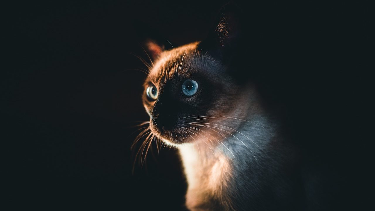 Día Internacional del Gato: Los 6 felinos más famosos en Instagram