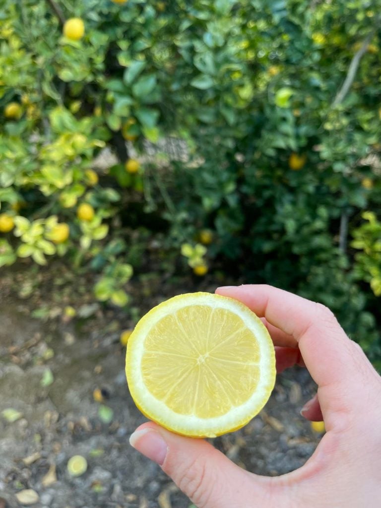 limones sin semilla