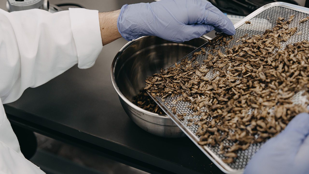 Singapur promueve la seguridad alimentaria con insectos comestibles, como los grillos